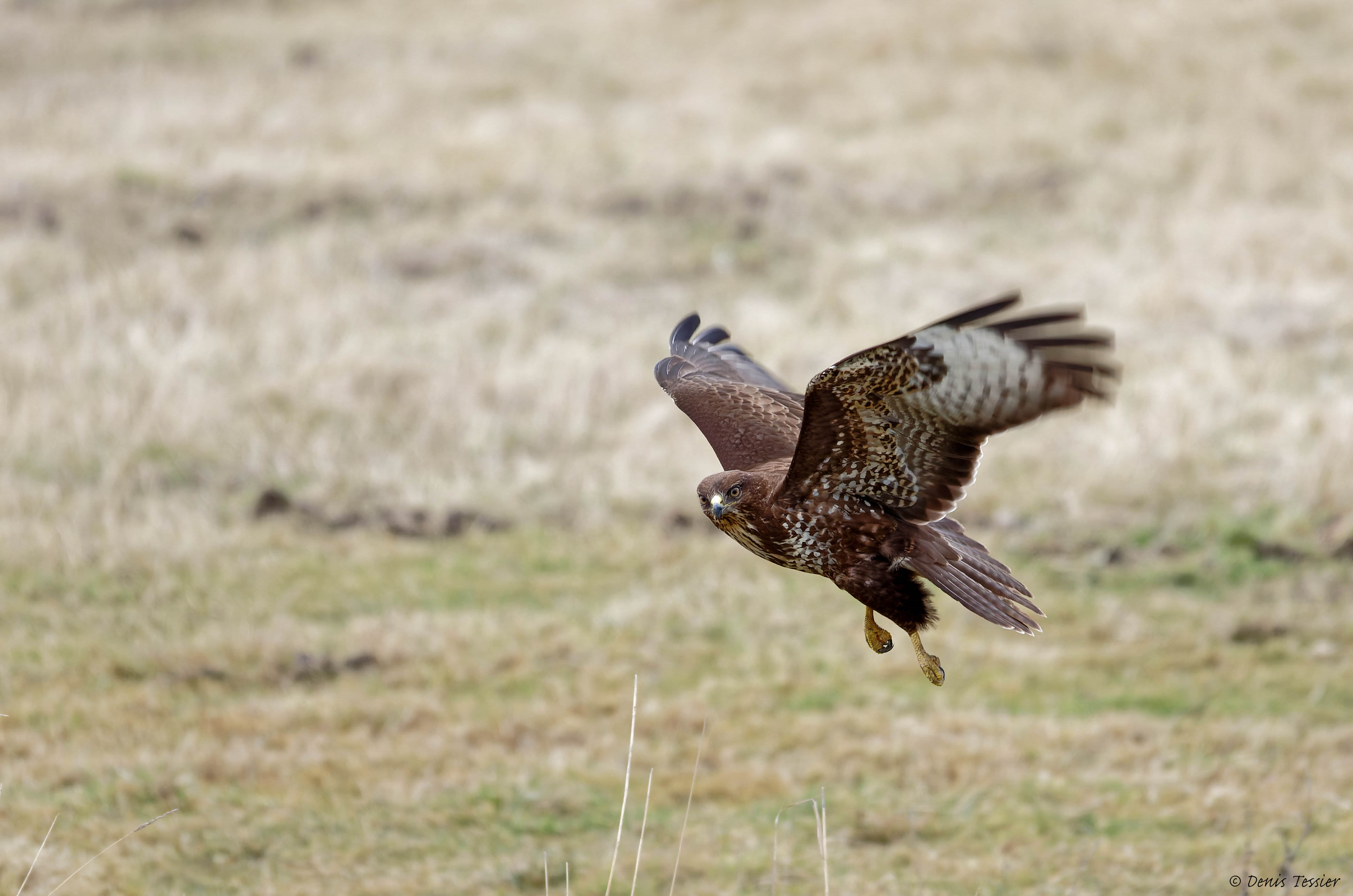 une buse variable, un oiseau parmi la biodiversité de la ferme